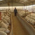 ۴.۸ میلیون تن کالای اساسی آماده ترخیص در بنادر کشور