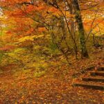 سفر پاییزی با خانواده؛ برنامه‌های خانوادگی و تفریحات پاییزی