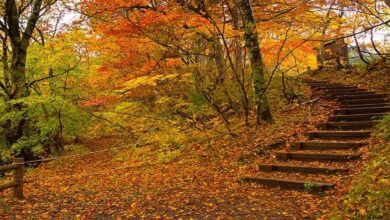 سفر پاییزی با خانواده؛ برنامه‌های خانوادگی و تفریحات پاییزی