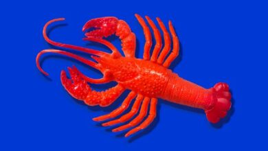 نام خرچنگ دریایی هوش مصنوعی برای بار دوم تغییر کرد!