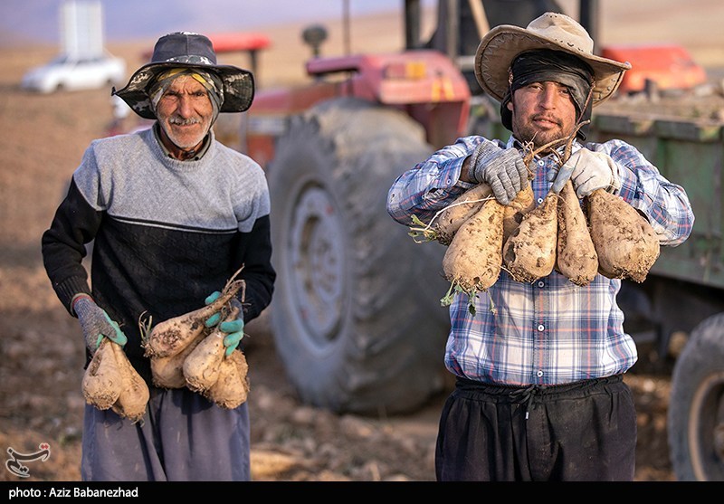 40 درصد صرفهجویی آب در تولید چغندر قند با کشت پاییزه 40 درصد صرفهجویی آب در تولید چغندر قند با کشت پاییزه