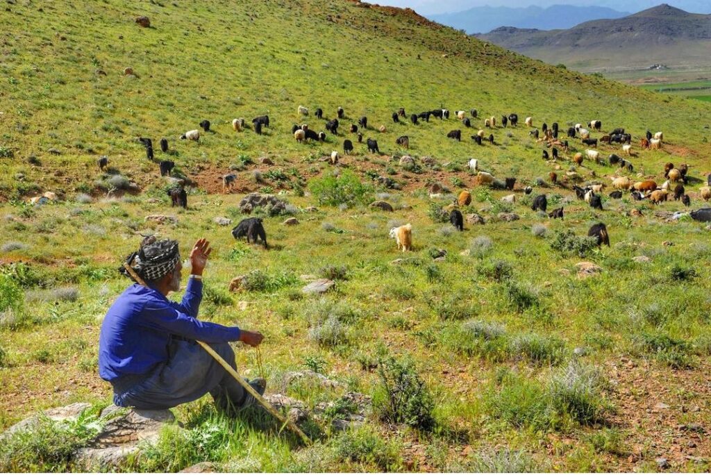 زاگرس؛ خاستگاه ۹هزارساله لبنیات ایرانیان زاگرس؛ خاستگاه ۹هزارساله لبنیات ایرانیان