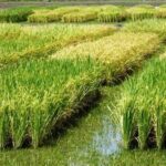 هسته‌ای در کشاورزی ــ 83| کنترل کرم ساقه‌خوار برنج