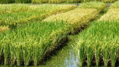 هسته‌ای در کشاورزی ــ 83| کنترل کرم ساقه‌خوار برنج