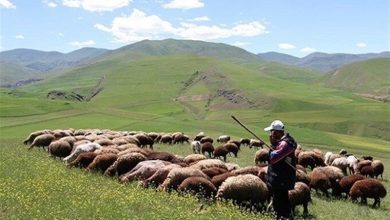 افزایش تولید دام سبک و گوشت قرمز دامداران عشایری افزایش تولید دام سبک و گوشت قرمز دامداران عشایری